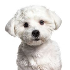 Bichón Maltés