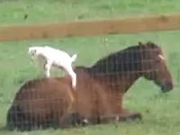 video cabra escalando caballo