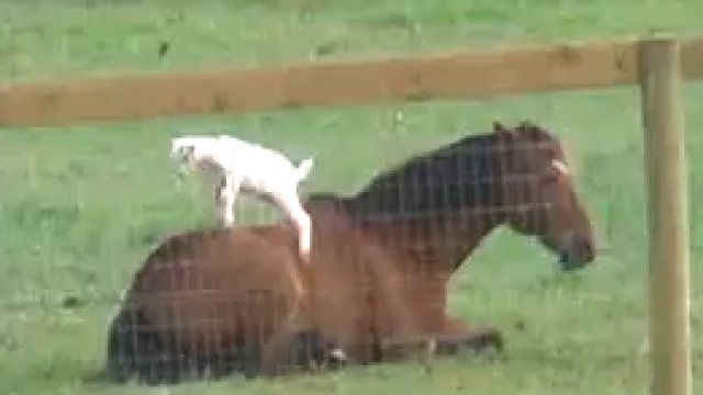 video cabra escalando caballo
