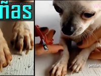 como cortarle las uñas a un perro