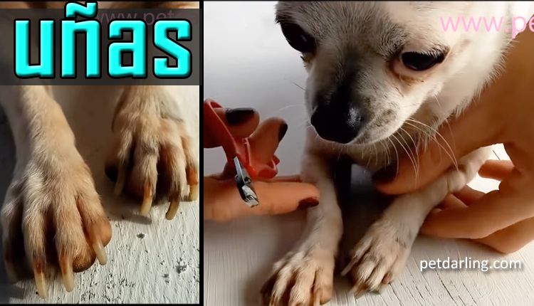 como cortarle las uñas a un perro