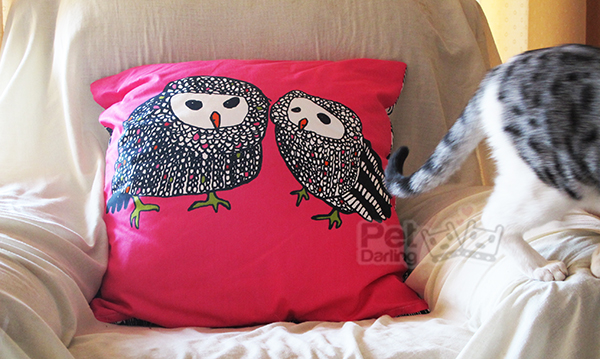 como evitar gato arañe muebles sofa