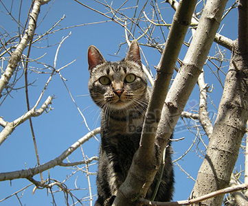 Gato en un árbol