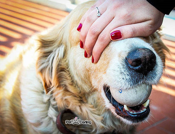 como saber si mi perro me quiere