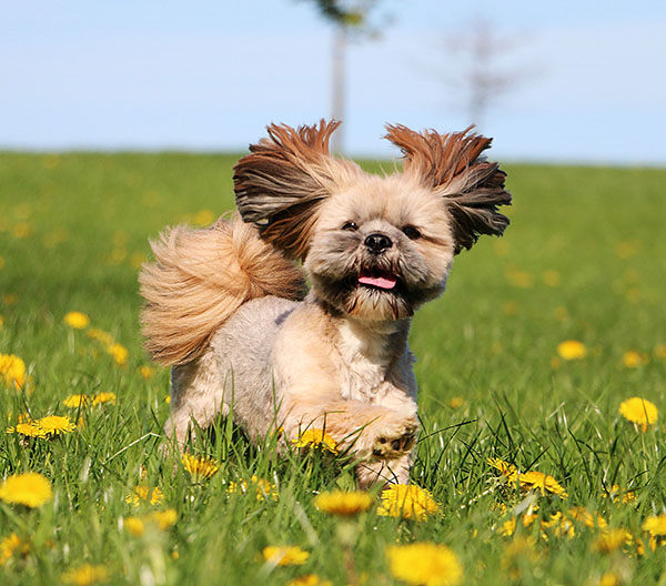 como saber si mi perro me quiere