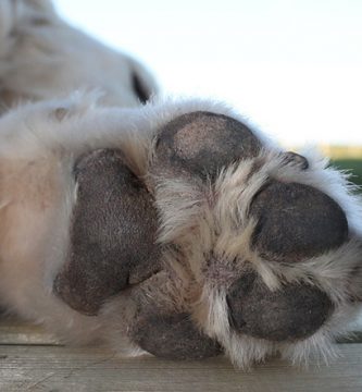 como cortar uñas negras a un perro