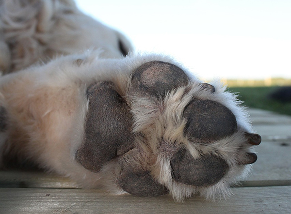 como cortar uñas negras a un perro