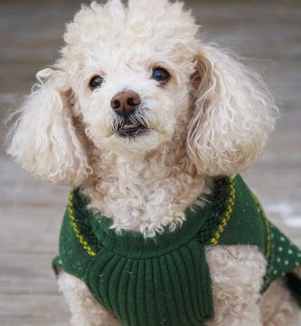 cuanto dura el celo de una perrita