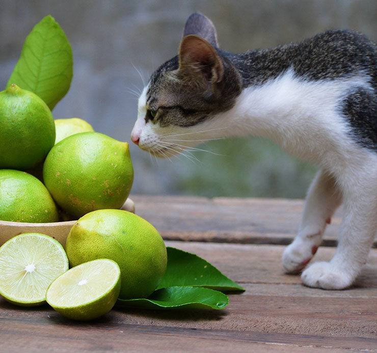Conciliar Rebotar Necesitar Atentos a estas 8 Frutas y verduras toxicas para gatos ¡Cuidado!