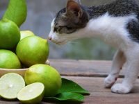 verduras y frutas que no pueden comer los gatos