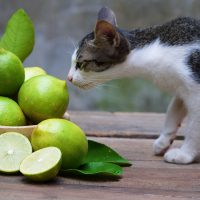 verduras y frutas que no pueden comer los gatos