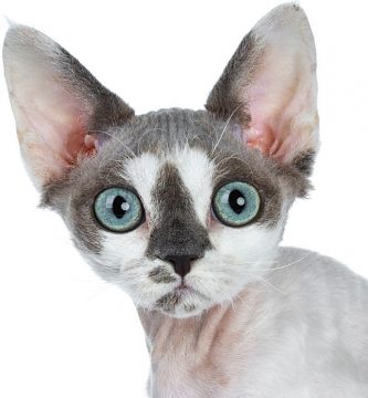 devon rex