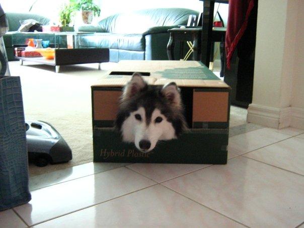 husky se cree gato tally
