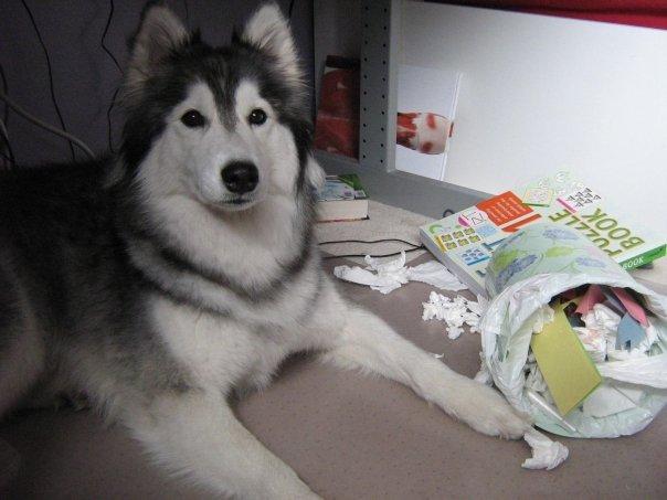 la husky que se cree gato tally