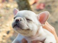 como saber si mi perro me quiere