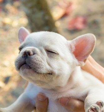 como saber si mi perro me quiere