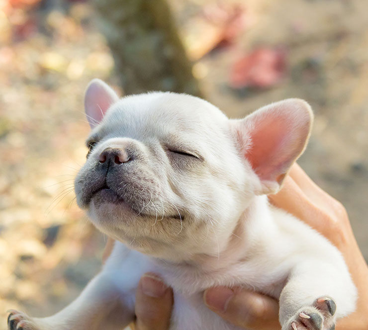 como saber si mi perro me quiere