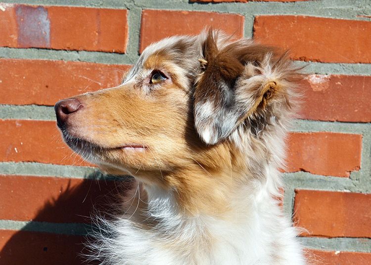 pastor australiano miniatura