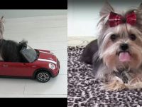 video de perro haciendo trucos