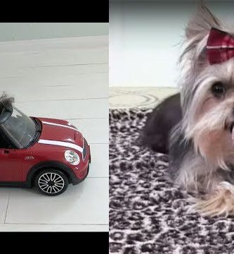 video de perro haciendo trucos