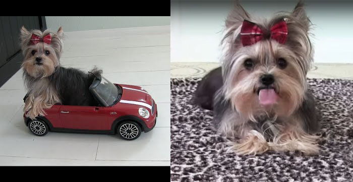 video de perro haciendo trucos