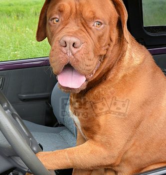 que pasa si dejo a mi perro en el coche al sol en verano