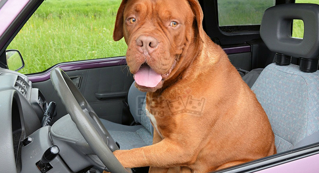 que pasa si dejo a mi perro en el coche al sol en verano