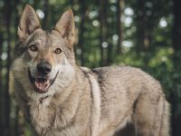 perro lobo checoslovaco
