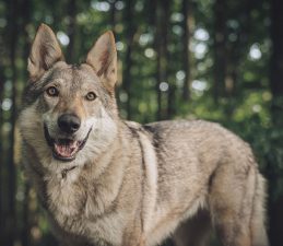 Perro Lobo Checoslovaco
