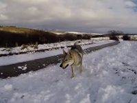 perro lobo checoslovaco caracter