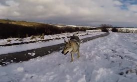 Perro lobo checoslovaco Caracter, 9 rasgos de su personalidad!