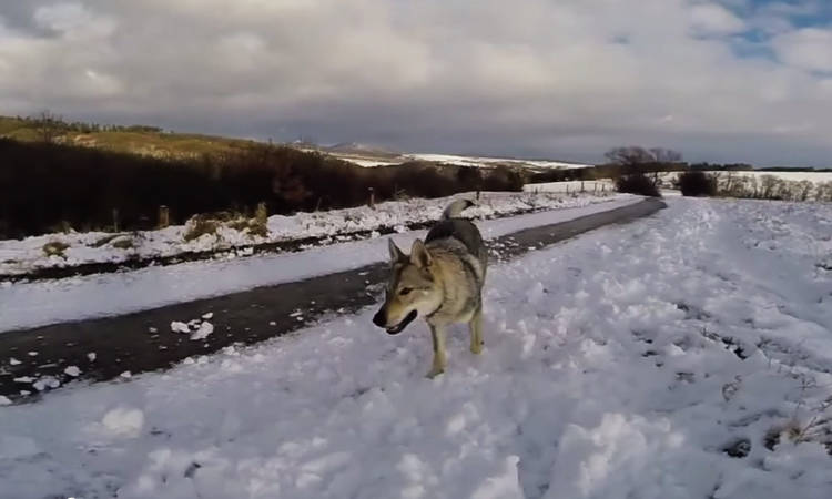 perro lobo checoslovaco caracter