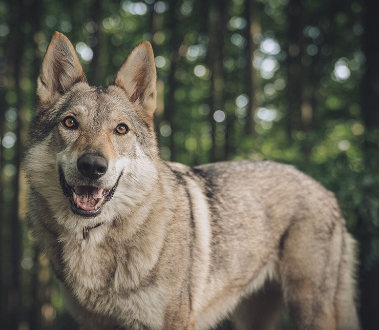perro lobo checoslovaco