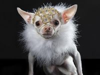 perros guardianes miniatura chihuahua fotografias de sophie gamand