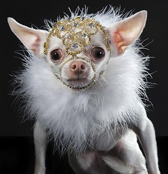 perros guardianes miniatura chihuahua fotografias de sophie gamand