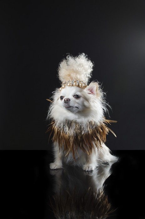 perros guardianes fotografias de sophie gamand chihuahua