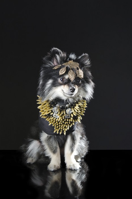 perros guardianes fotografias de sophie gamand chihuahua