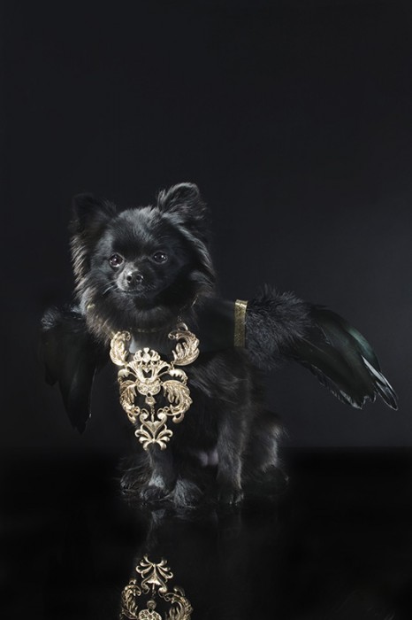 perros guardianes fotografias sophie gamand chihuahua