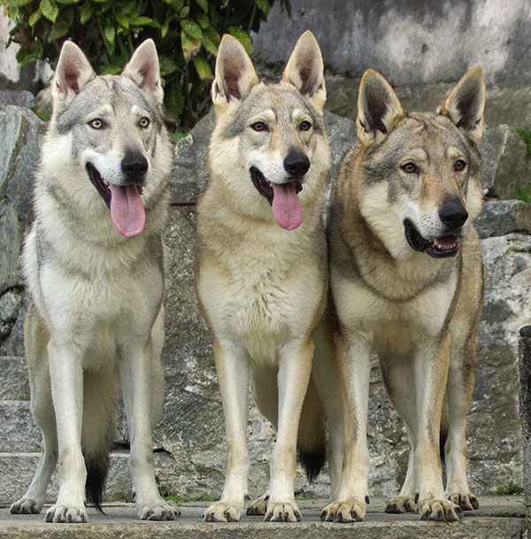 perros lobos