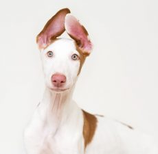 Podenco Ibicenco