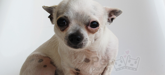 porque los chihuahuas tiemblan mucho