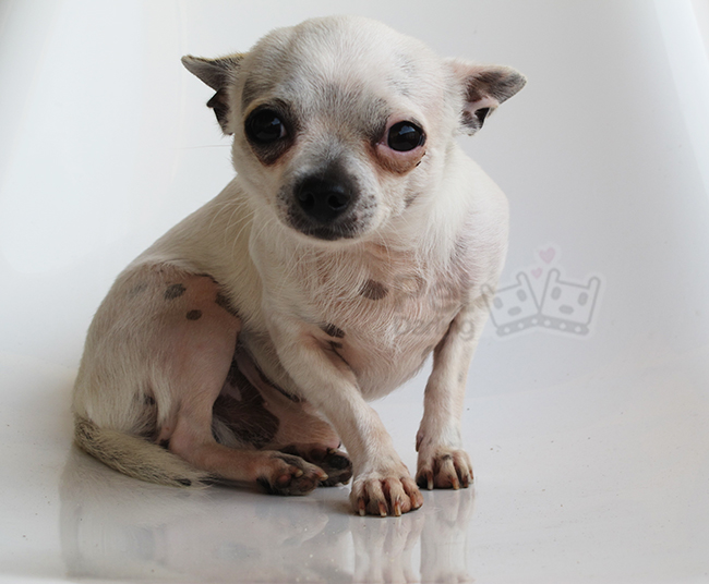 porque chihuahuas tiemblan mucho