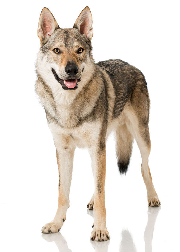 perro lobo checoslovaco