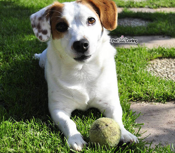 como saber si mi perro me ama