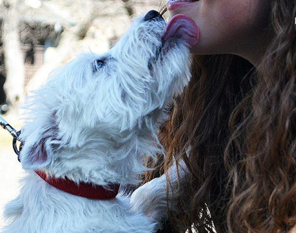 como saber si mi perro me quiere