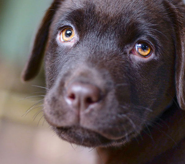 como saber si mi perro me quiere