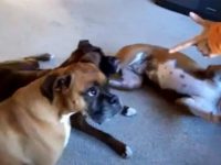 video animales que se hacen los muertos