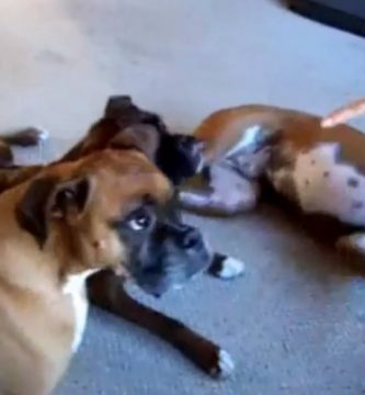 video animales que se hacen los muertos