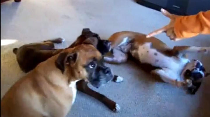 video animales que se hacen los muertos