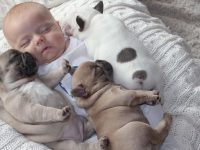 video bebes bulldogs